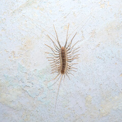 Arthropod insect centipede flycatcher on a concrete wall close up