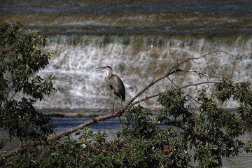 White Rock Lake, Dallas, Texas