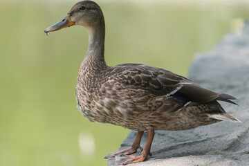 close up of a female duck (mallard) on a low wall - bokeh background