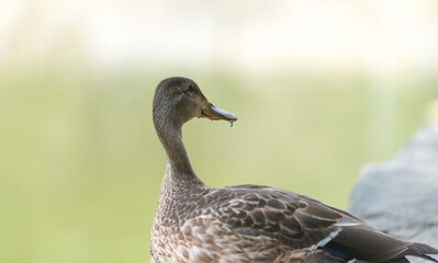portrait of a female duck