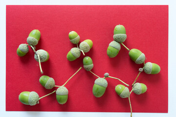 green acorns on a red background © eugen