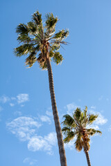 Fototapeta premium Palm tree