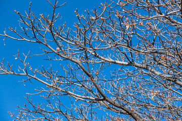 delicate branches