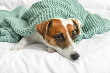 Cute Jack Russel terrier with plaid on bed, closeup