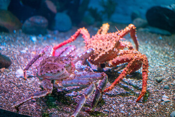 カナダ、オンタリオ州トロントの観光名所を旅行している風景 Scenes from a trip to a tourist attraction in Toronto, Ontario, Canada. 