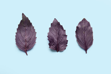 Fototapeta premium Fresh basil leaves on color background