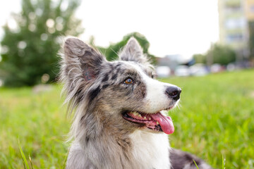 Welsh Corgi Cardigan on green grass outdoor