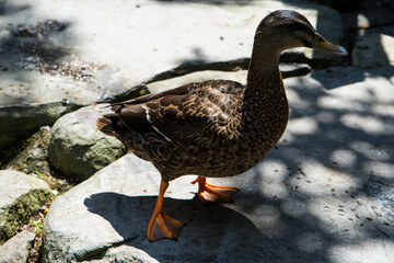 Ducks on the pond in the park. ducks are reflected in the lake and living a wild life.