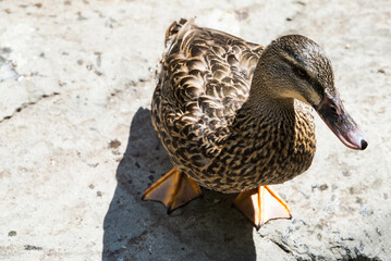 Ducks on the pond in the park. ducks are reflected in the lake and living a wild life.