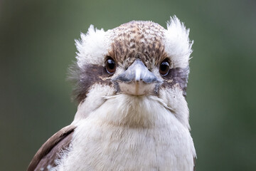 Close up of Laughing Kookaburra