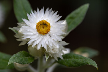 Obraz premium Black Ants feeding at a White Paper Daisy