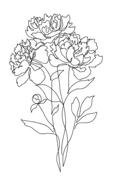 Beautiful peony flower bouquet. Line art concept design. Continuous line drawing. Stylized flower symbol. Vector illustration