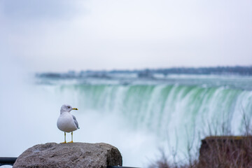 カナダ、オンタリオ州トロントの観光名所を旅行している風景 Scenes from a...
