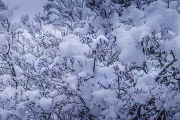 Snow covered  on branch in winter