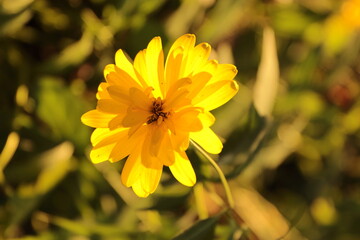yellow flower