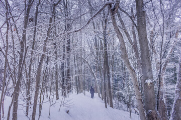 Fototapeta na wymiar Winter wonderland scene and landscape Ontario Canada