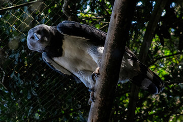 The harpy eagle Harpia harpyja is a neotropical species of eagle