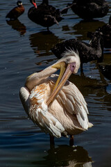 animals wild animals birds birds of prey zoo amphibian giraffe eagle owl
