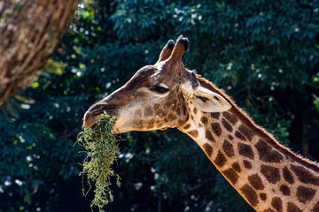 animals wild animals birds birds of prey zoo amphibian giraffe eagle owl
