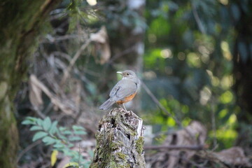 robin on a tree