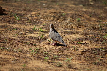 the bird on the ground