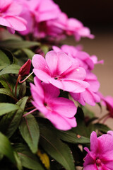 close up of pink flower