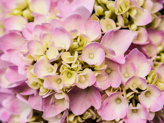 close up of pink hydrangea