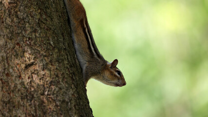 a lovely chipmunk on a tree with green background