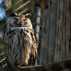 horned owl