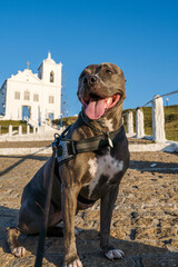Pit bull dog in front of the Church of Nossa Senhora da Nazaré located in Saquarema, Rio de...