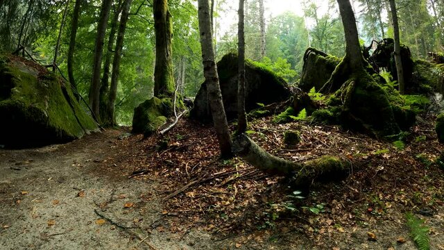 Landscape in the Forest of the Dolomites with Rocks and Moss