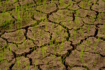 Rice field and cracked soil background