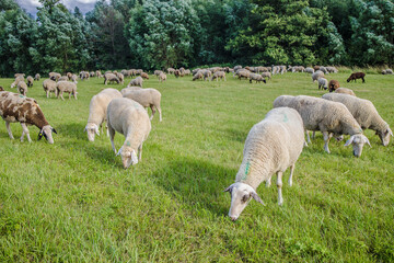 Obraz na płótnie Canvas Sheep graze on a meadow