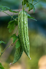 vegetables in backyard