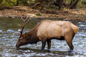 Bull Elk Stops of A Drink In River