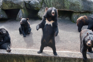 奥飛騨のクマ牧場のツキノワグマ