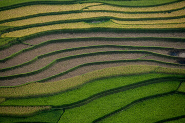 Rice Fields On Terraced Of Mu Cang Chai