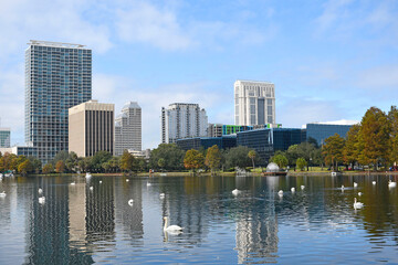 Fototapeta na wymiar Swans enjoying a calm morning at Lake Eola Park in downtown Orlando, Florida. 