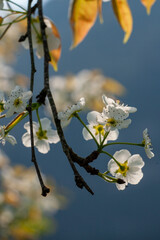 pear flower