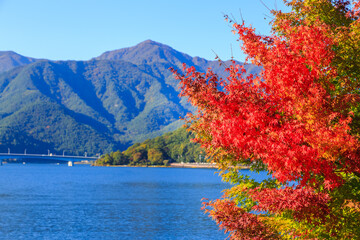 maple leaves turn red in autumn at Kawaguchi lake Japan