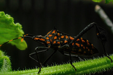 Leptoglossus on leaf stick
