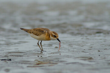 bird at beach
