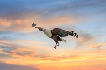 African Fish-eagle, Haliaeetus vocifer, brown bird with white head fly. Eagle flight above the lake water. Wildlife scene from African nature, Okavango delta, Botswana, Africa