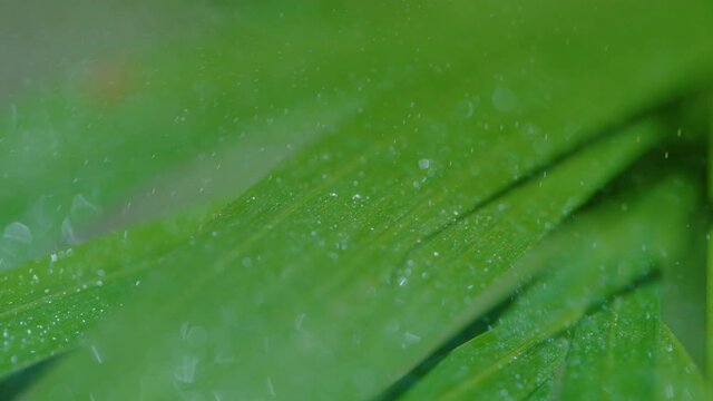 SLOW MOTION, MACRO, DOF: Sprinkling system waters the growing stalks of tropical lemongrass. Refreshing mist gathers up in crystal clear droplets on the glossy green surface of decorative grass.