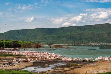 Fototapeta premium beautiful sunset over the lakes of Baringo with pink flamingos in the foreground
