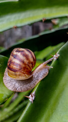 snail on a leaf