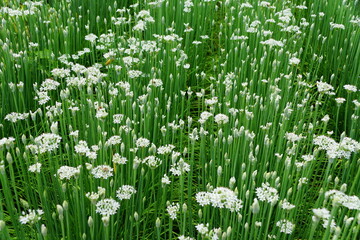 Fototapeta premium A spread of the white chive flowers in a garden