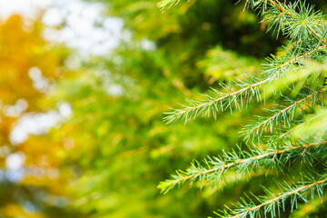 abstract evergreen or green pine branch background, selective focus.