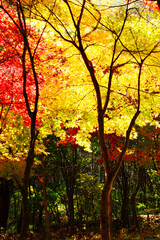 maple leaves in red and silhouette