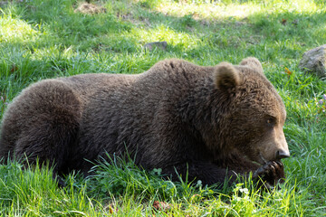 Fototapeta premium Great bear plays and watching in Banff National Park. A Bear search some food and walking through the grass. Amazing animal just wonderful.